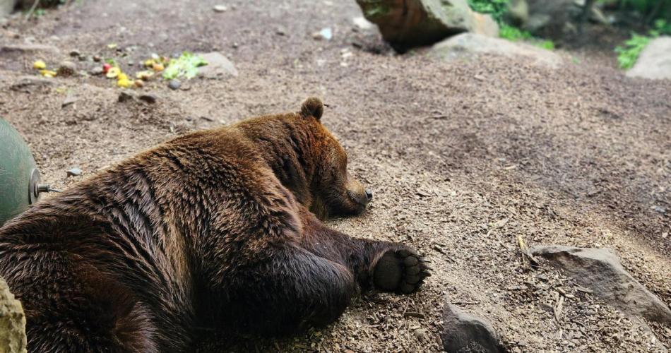 Bär