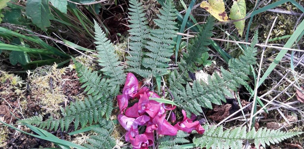 Mandalas mit Naturmaterialien Mandalas mit Naturmaterialien