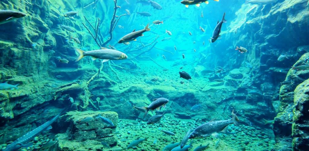 Franz Schwarz-Knoflach Aqua