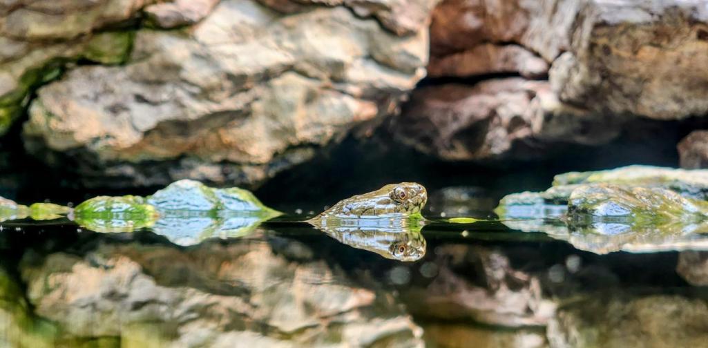 Franz Schwarz-Knoflach Schlange