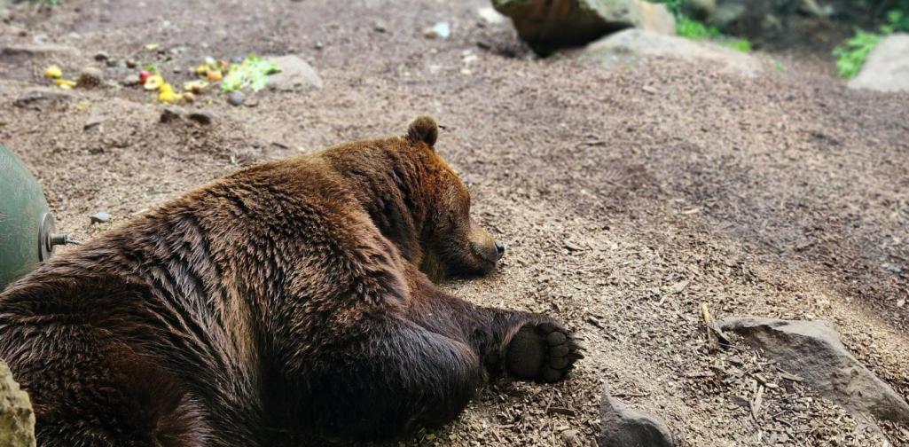 Franz Schwarz-Knoflach Bär